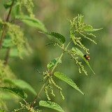 Lienka