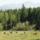 Jelene pod Longs Peak-om