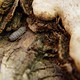 Larva