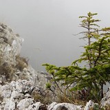 Stromček na vápencoch