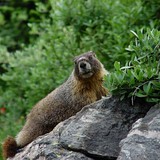 Marmot