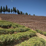 Temi Tea Garden