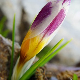 Vysokohorský kvet