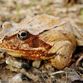 Karpatská uhraničivá žaba