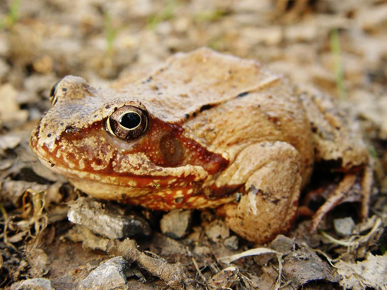 Karpatská uhraničivá žaba